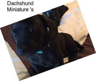 Dachshund Miniature \'s