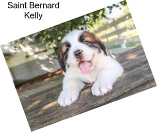 Saint Bernard Kelly