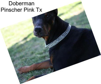 Doberman Pinscher Pink Tx