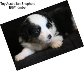 Toy Australian Shepherd Btf#1-timber