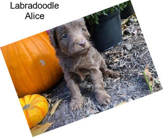 Labradoodle Alice