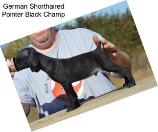 German Shorthaired Pointer Black Champ