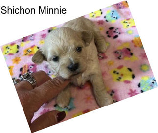 Shichon Minnie