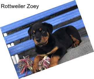 Rottweiler Zoey