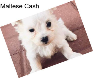 Maltese Cash