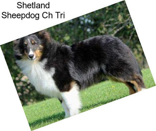 Shetland Sheepdog Ch Tri