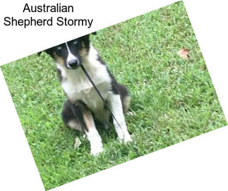 Australian Shepherd Stormy
