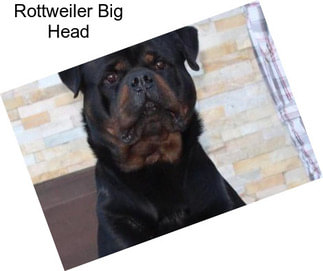 Rottweiler Big Head