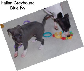 Italian Greyhound Blue Ivy