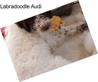 Labradoodle Audi