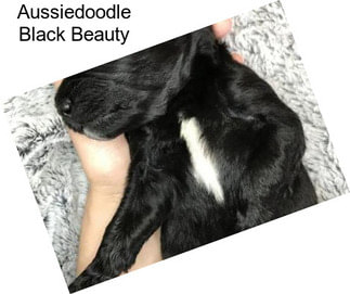 Aussiedoodle Black Beauty