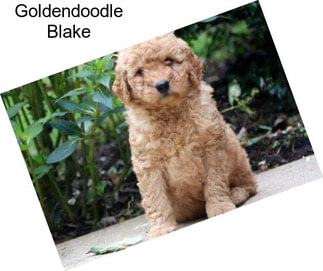 Goldendoodle Blake