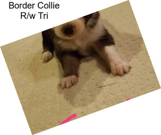 Border Collie R/w Tri