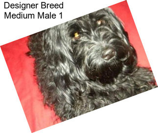 Designer Breed Medium Male 1