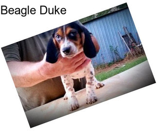 Beagle Duke