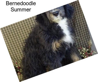 Bernedoodle Summer