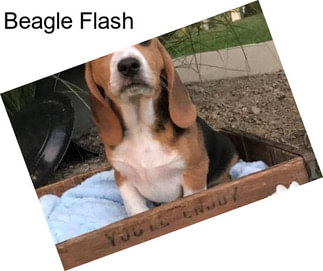 Beagle Flash