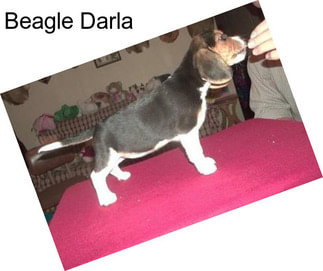 Beagle Darla
