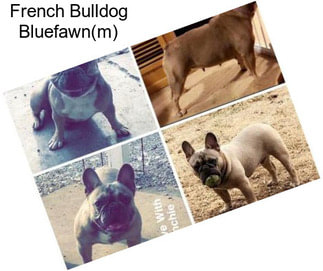 French Bulldog Bluefawn(m)