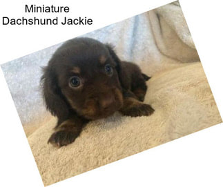 Miniature Dachshund Jackie