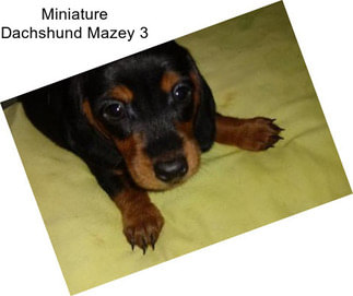 Miniature Dachshund Mazey 3