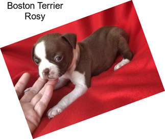 Boston Terrier Rosy