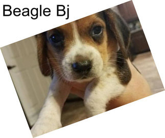 Beagle Bj
