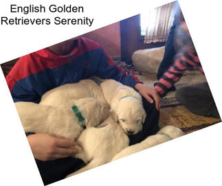 English Golden Retrievers Serenity