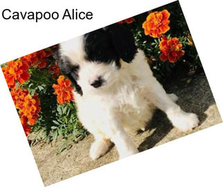 Cavapoo Alice