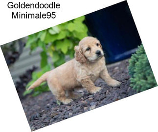 Goldendoodle Minimale95