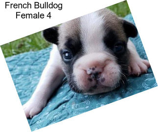 French Bulldog Female 4