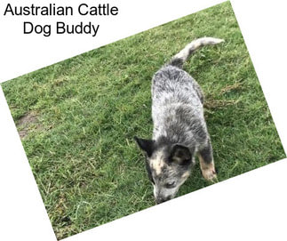 Australian Cattle Dog Buddy