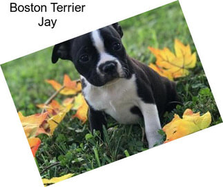 Boston Terrier Jay