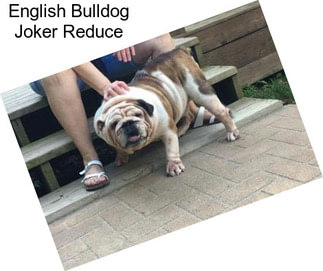 English Bulldog Joker Reduce