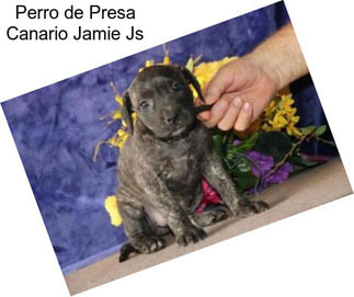 Perro de Presa Canario Jamie Js