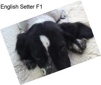 English Setter F1