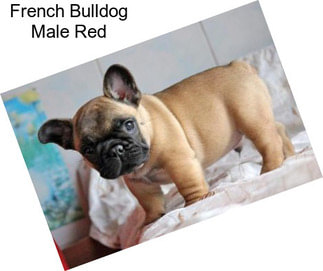 French Bulldog Male Red