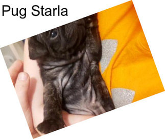 Pug Starla