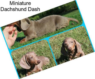 Miniature Dachshund Dash