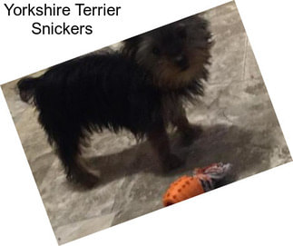 Yorkshire Terrier Snickers