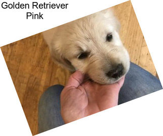 Golden Retriever Pink