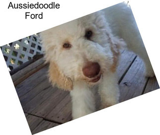 Aussiedoodle Ford