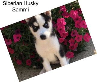 Siberian Husky Sammi