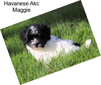 Havanese Akc Maggie