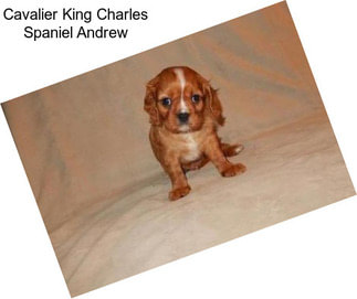 Cavalier King Charles Spaniel Andrew