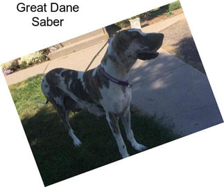 Great Dane Saber