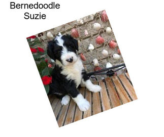 Bernedoodle Suzie