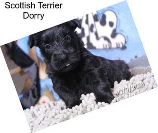 Scottish Terrier Dorry