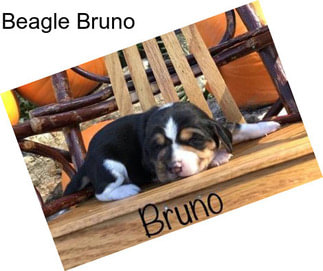 Beagle Bruno