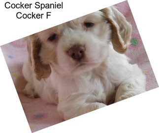 Cocker Spaniel Cocker F